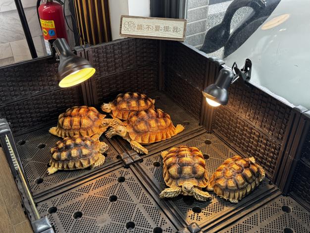 圖4.虎尾「饗戀鬆餅」親子餐廳設有動物觀賞區，有可愛陸龜及生態魚池，是小朋友的最愛。.JPG_Instructions for literal
